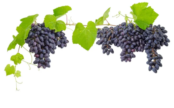 Aglomerados de uvas azuis, pendurados e a videira — Fotografia de Stock