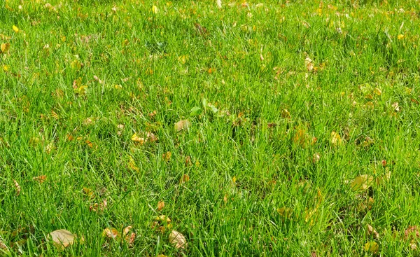 Fondo de un césped con hierba y hojas de otoño — Foto de Stock
