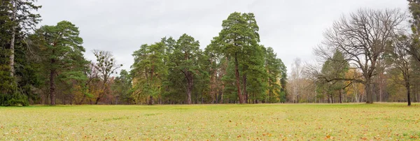 Polanie w parku na tle drzew iglastych i liściastych — Zdjęcie stockowe