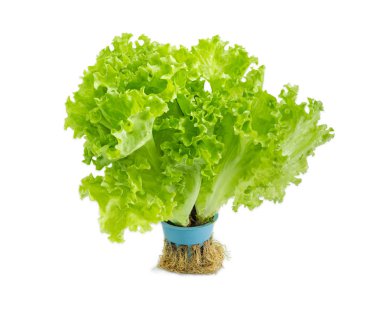Bundle lettuce with roots grown hydroponically on a light background clipart