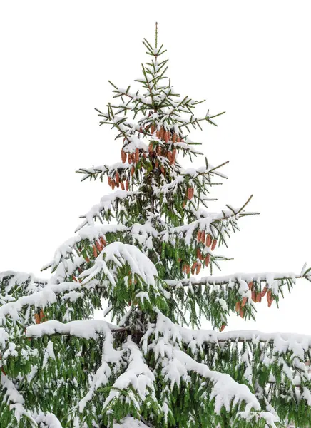 Abete rosso ricoperto di neve su fondo chiaro — Foto Stock