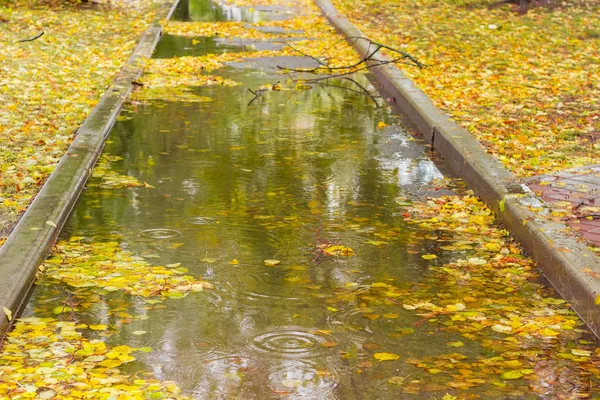 Pfütze mit umgefallenem Laub auf dem Parkweg bei Regen — Stockfoto