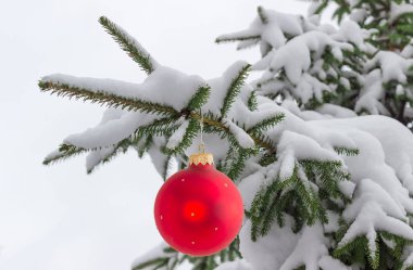 Noel süs karla kaplı çam ağacı dalları