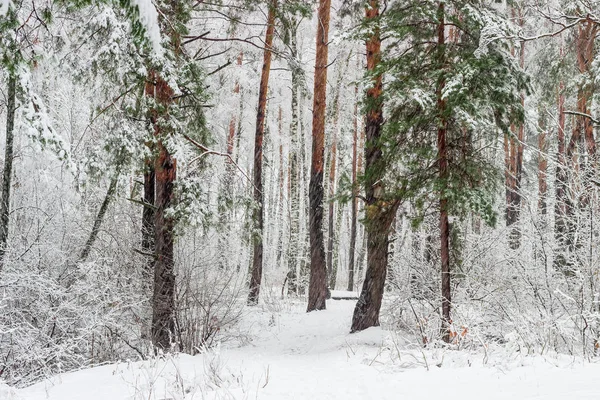 Winter forest tijdens een zware sneeuwval — Stockfoto