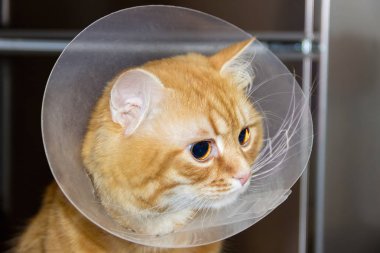 Kırmızı kedi, Elizabethan yaka closeup giyen başkanı