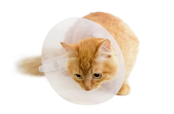 Rote Katze mit elizabetischem Halsband auf hellem Hintergrund — Stockfoto
