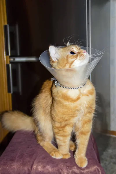 엘리자베스 칼라를 착용 하는 빨간 고양이 — 스톡 사진