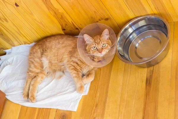 Rote Katze während der Behandlung von Verletzungen, trägt ein elizabetisches Halsband — Stockfoto