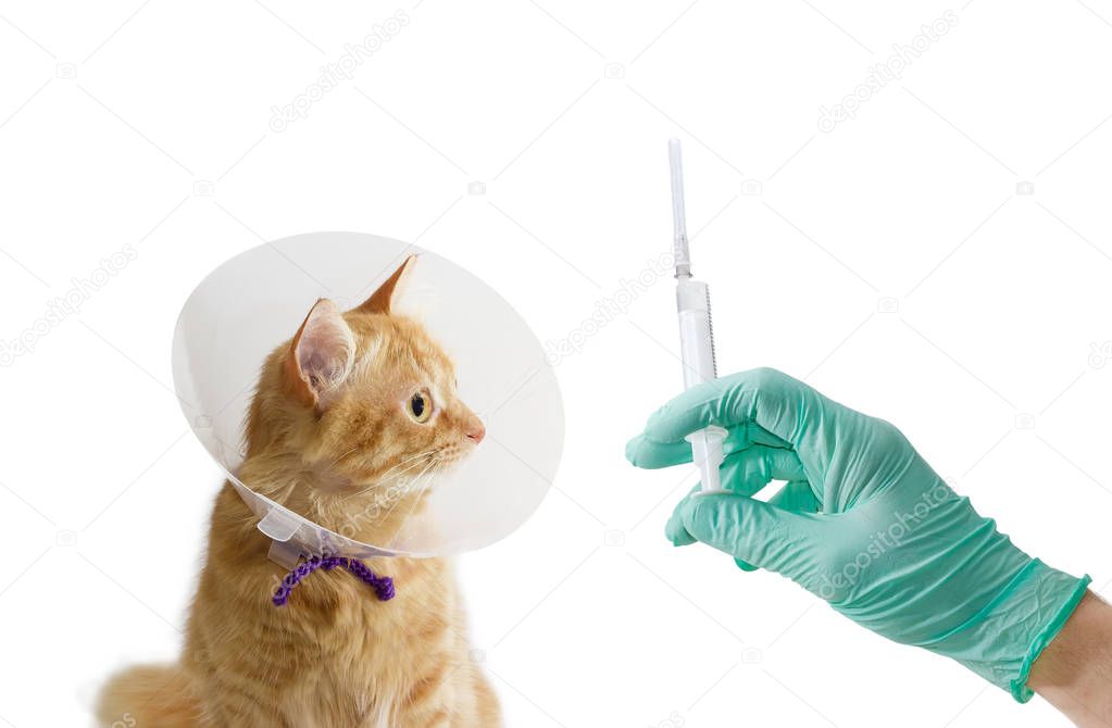 Cat, wearing Elizabethan collar and veterinarian hand with medical syringe 