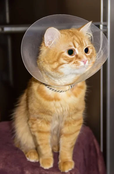 Gato vermelho, usando um colar elizabetano — Fotografia de Stock
