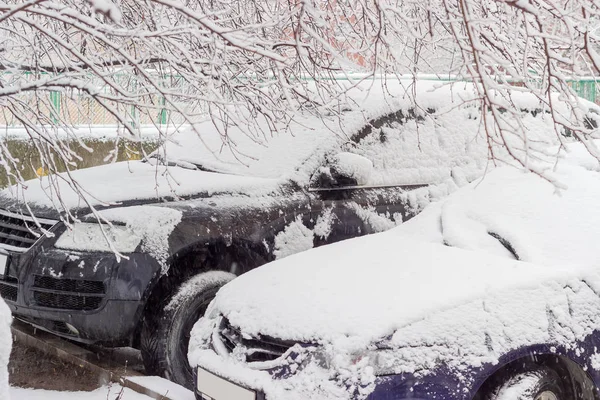 Μπροστινά μέρη των δύο αυτοκίνητα κάτω από κλαδιά δέντρων κατά τη διάρκεια της χιονόπτωσης — Φωτογραφία Αρχείου