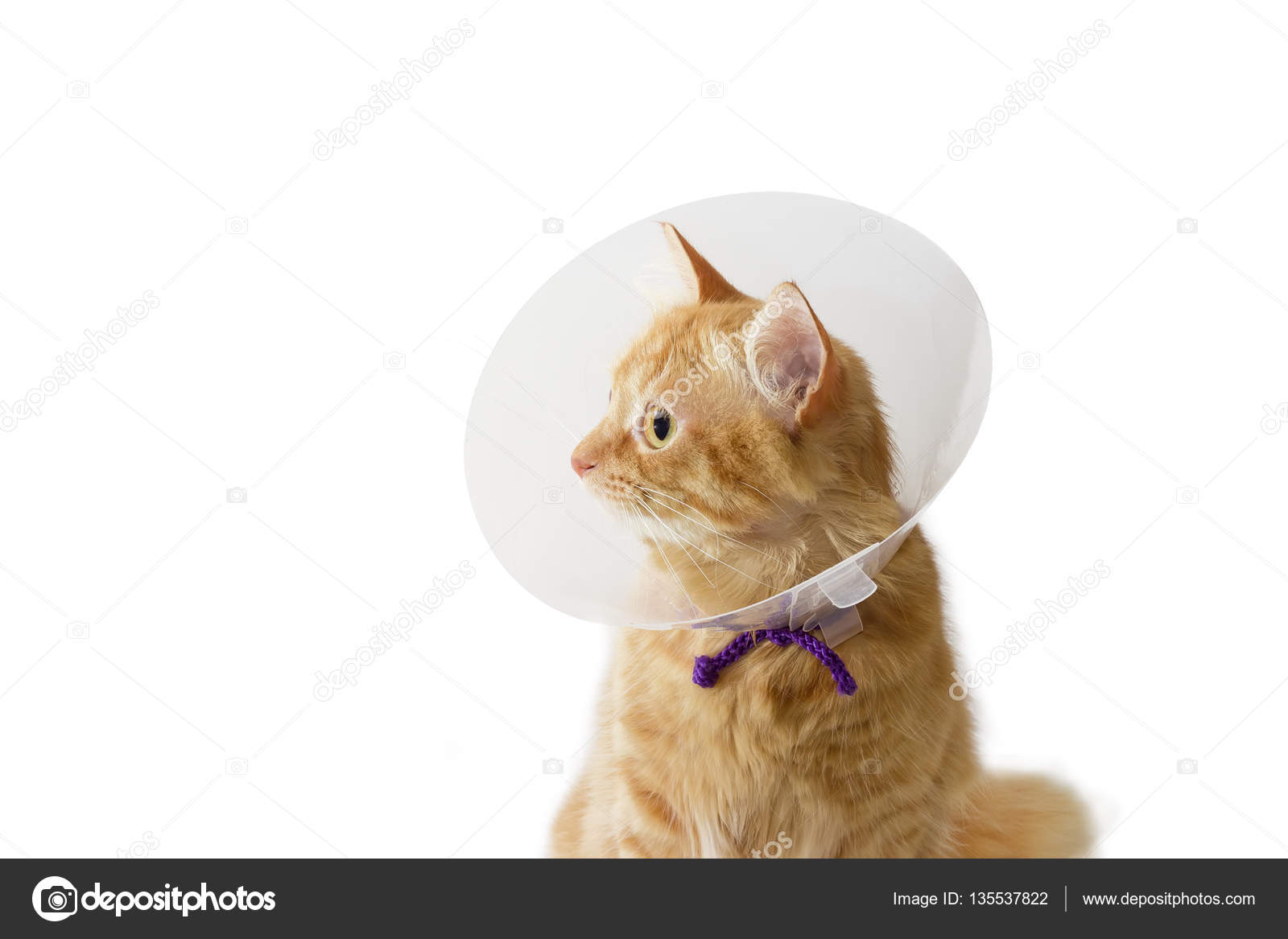 Red cat, wearing a Elizabethan collar on a light background Stock Photo