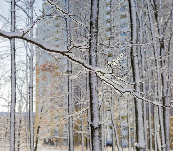 Dal ve yaprak döken ağaçların gövdeleri karla kaplı — Stok fotoğraf