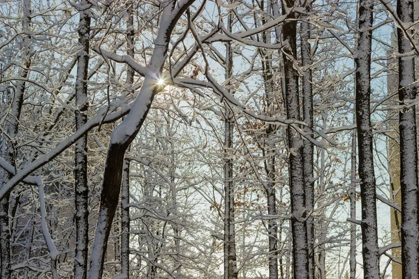 Árboles caducos cubiertos de nieve contra el edificio de apartamentos —  Fotos de Stock