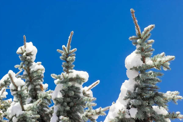 Mavi ladin dallarında kar closeup ile kaplı — Stok fotoğraf