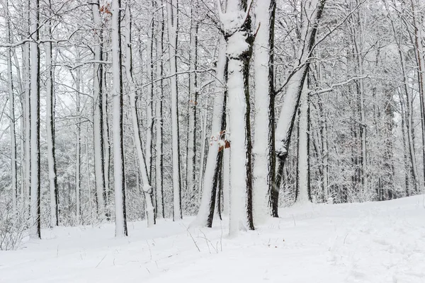 Laubwald im Winter bei Schneefall — Stockfoto