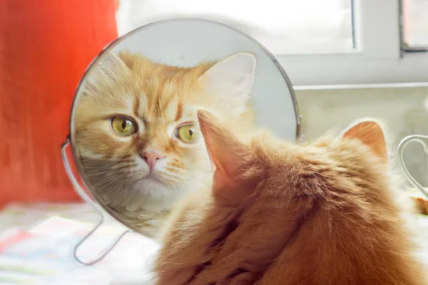 Ginger cat, looking in mirror closeup