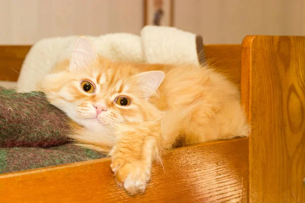 Gato de gengibre, deitado em uma cama de madeira — Fotografia de Stock