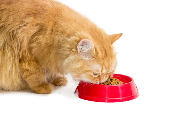 레드 고양이, 빨간 사 발에서 건조 한 고양이 먹이 먹고 — 스톡 사진
