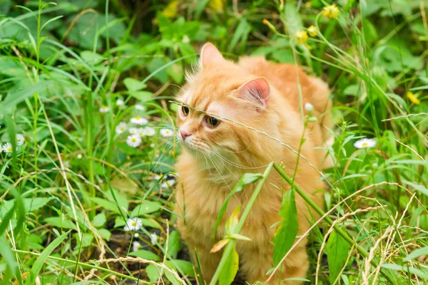 Gato de gengibre entre a grama alta e flores — Fotografia de Stock