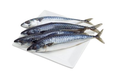 Several uncooked Atlantic mackerel on a white dish clipart