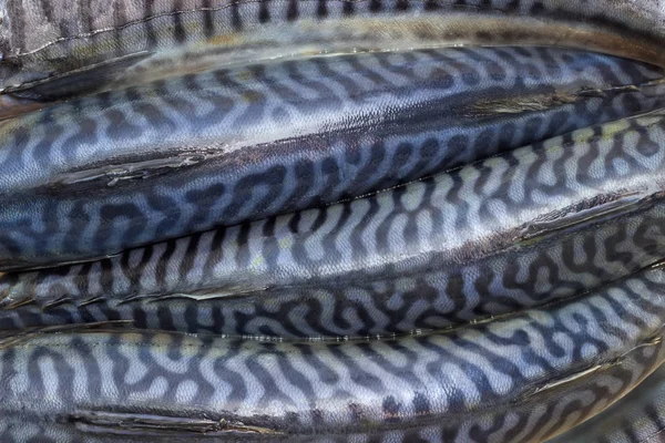 Ruggen van ongekookt Atlantische makreel closeup — Stockfoto