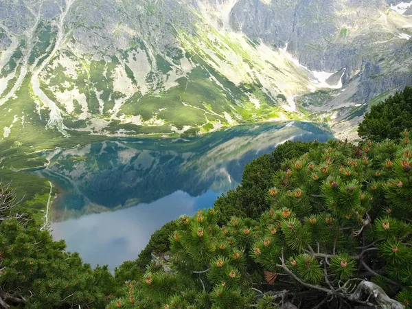 Lago de montaña con matorrales de pino de montaña en primer plano — Foto de Stock