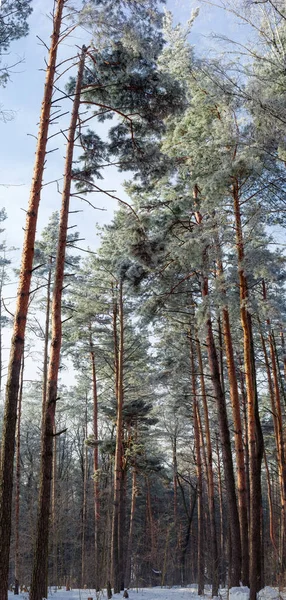 Vertical panorama of the winter pine forest