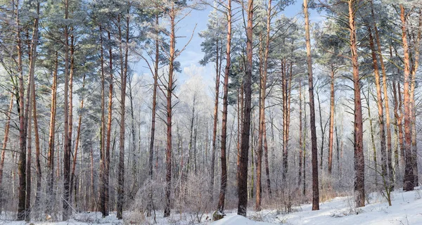 Winter woud met loofbomen en naaldbomen bomen in de zonnige dag — Stockfoto