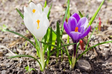 Crocus vernus closeup mor ve beyaz çiçekleri