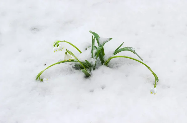 Δεσμίδα από τα snowdrops κάτω από ένα κάλυμμα χιονιού — Φωτογραφία Αρχείου