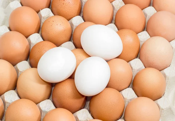 Hnědé a bílé vejce v detailním zásobník papírových vajíček — Stock fotografie