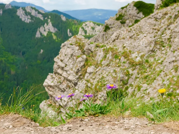 Flores da montanha na borda do desfiladeiro — Fotografia de Stock