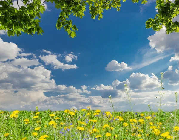 Klon oddziałów, niebo z chmurami i trawnik z mniszek lekarski — Zdjęcie stockowe