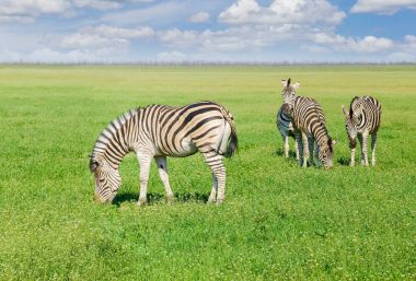 Bozkır ilkbaharda otlatma Grevy'nın zebras