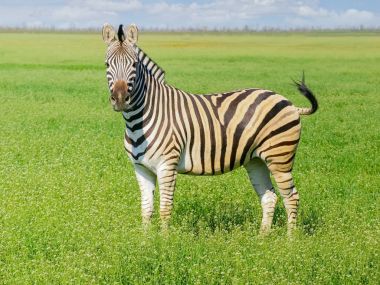 Bozkır bahar'ın Grevy zebra