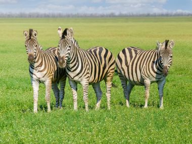 Bozkır bahar üç Grevy'nın zebras