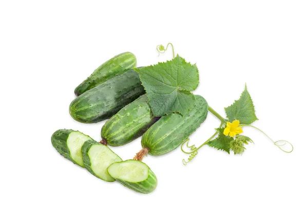 Several cucumbers and stem with leaves and flower — Stock Photo, Image