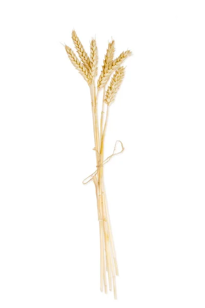 Várias hastes de trigo com orelhas em um fundo leve — Fotografia de Stock