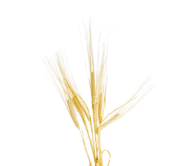 Several stems of barley with ears on a light background — Stock Photo, Image