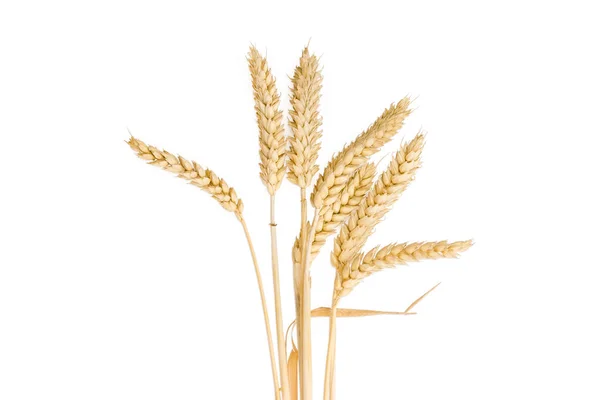 Stems of wheat with ears on a light background — Stock Photo, Image