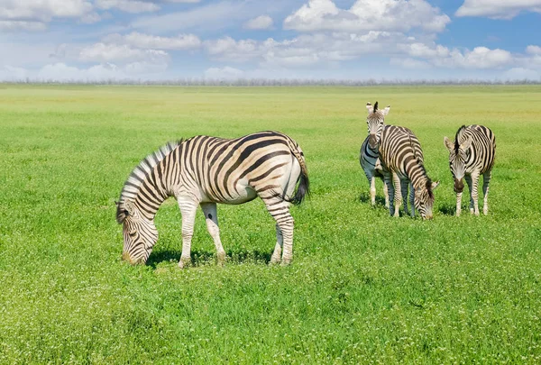 Grazing Grevy's zebras in steppe in the spring — Stock Photo, Image