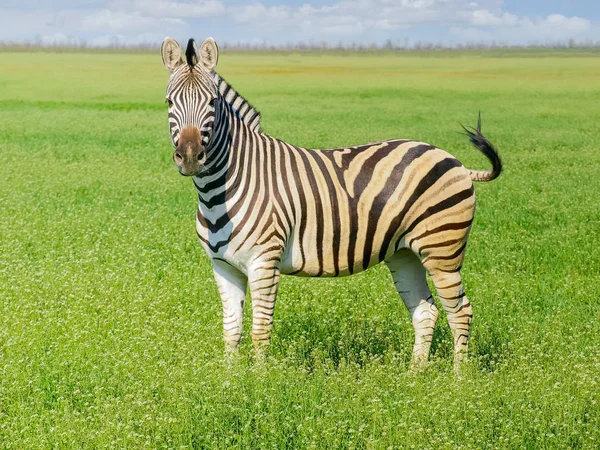 Grevy's zebra i stäppen under våren — Stockfoto