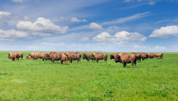 Стадо американских бизонов в степи весной

