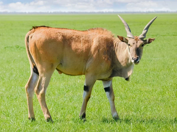 Tjuren av eland antilop i stäppen — Stockfoto