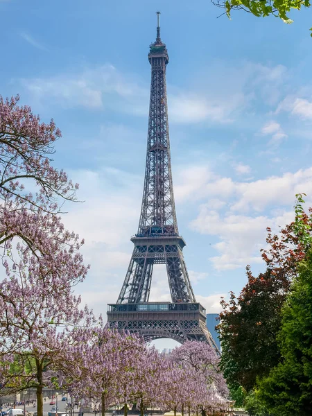 Torre Eiffel entre árboles florecientes en primavera — Foto de Stock