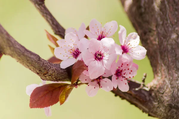 Několik květů okrasné švestka closeup — Stock fotografie