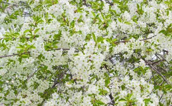 Fondo de los cerezos en flor — Foto de Stock