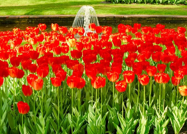 Flowerbed of red tulips on the background of channel — Stock Photo, Image