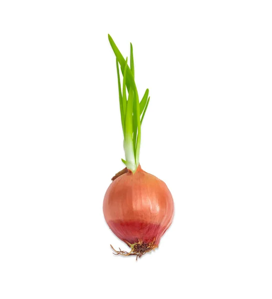 Bulb onion beginning to sprout closeup Stock Picture